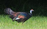 Ocellated Turkeyborder=